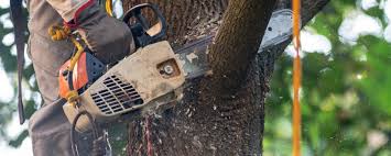 Best Lawn Irrigation Installation and Maintenance  in Swedesboro, NJ