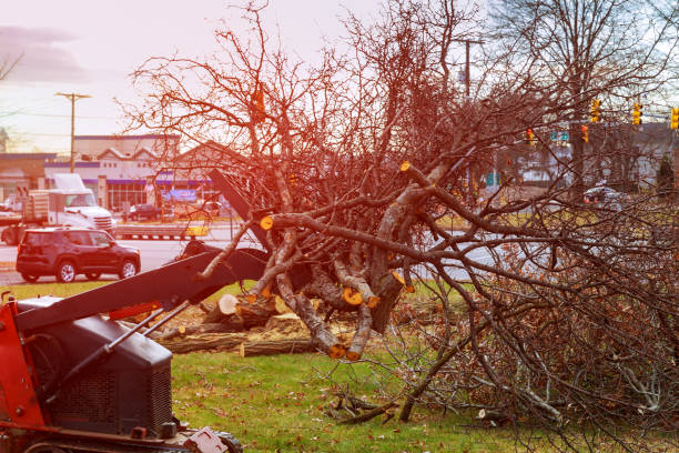 Best Tree Mulching  in Swedesboro, NJ