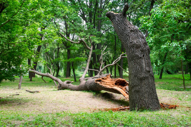 Trusted Swedesboro, NJ Tree Care Experts