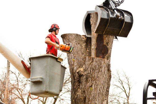 How Our Tree Care Process Works  in  Swedesboro, NJ
