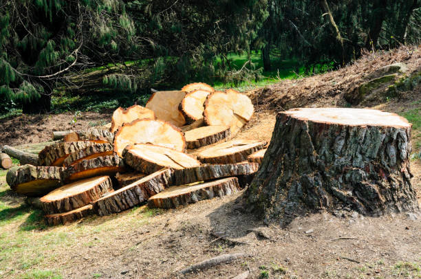 Best Root Management and Removal  in Swedesboro, NJ
